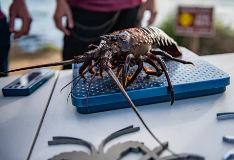 14th Annual URT LOB OFF Freedive Lobster Grab Comp // October 18th.