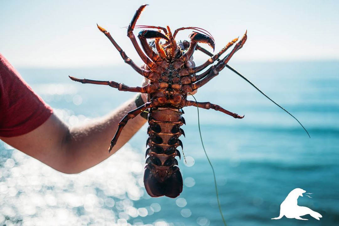 URT LOB OFF // THE GATHERING