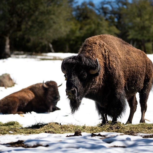 C4 Ranch - Feed Martha