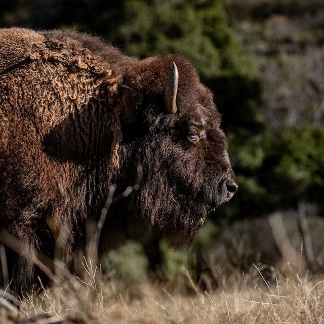 C4 Ranch - Feed Martha