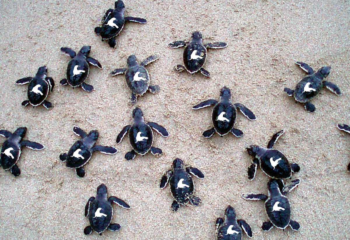 SEA TURTLE SHELL STICKERS