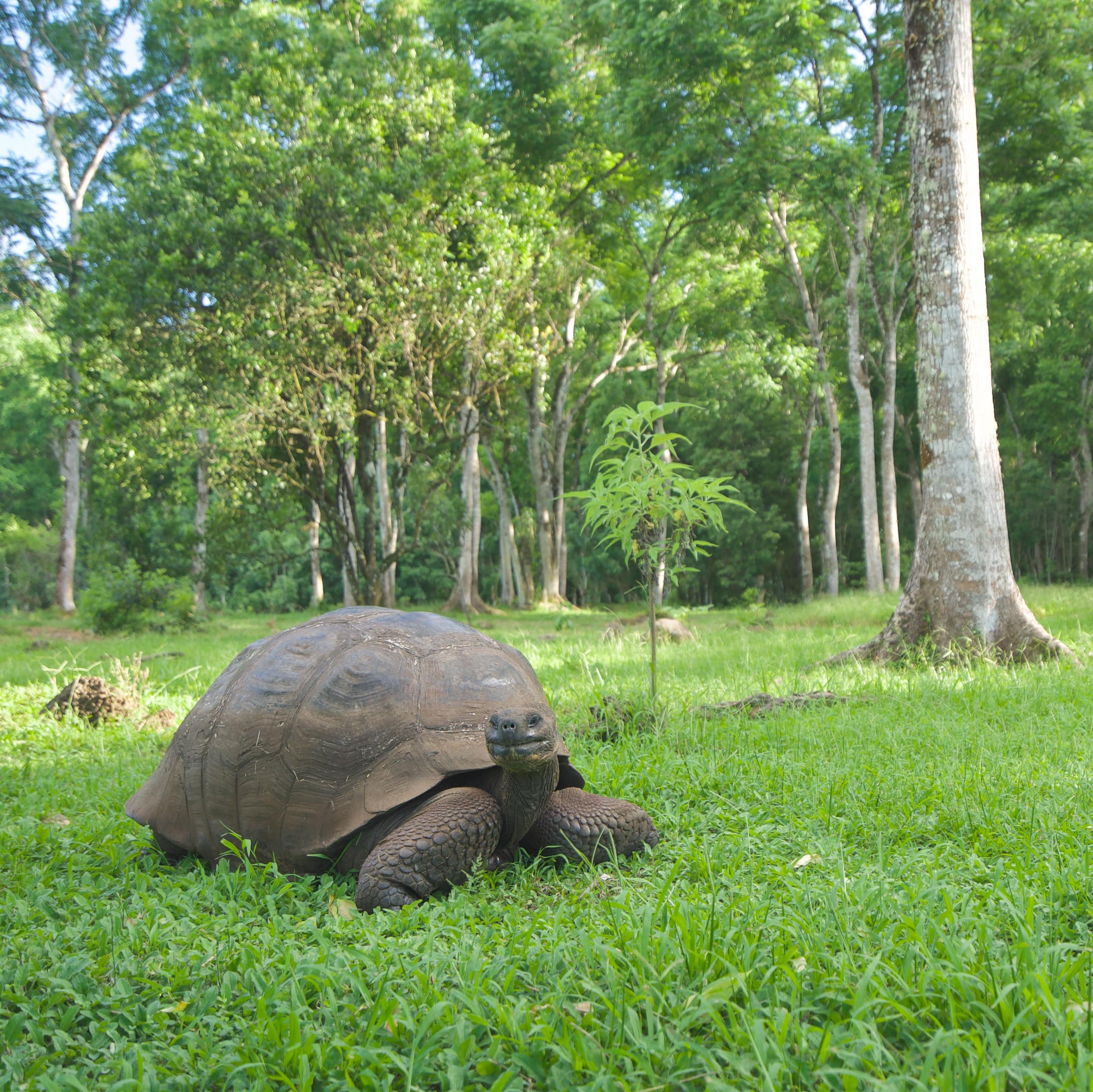 DURTBAG Coffee Giant Tortoise